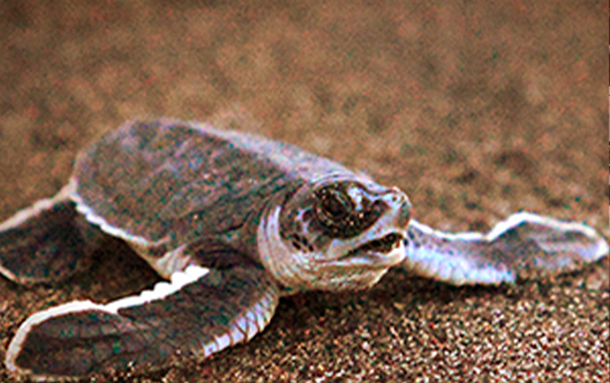 Anidación de Tortuga Verde