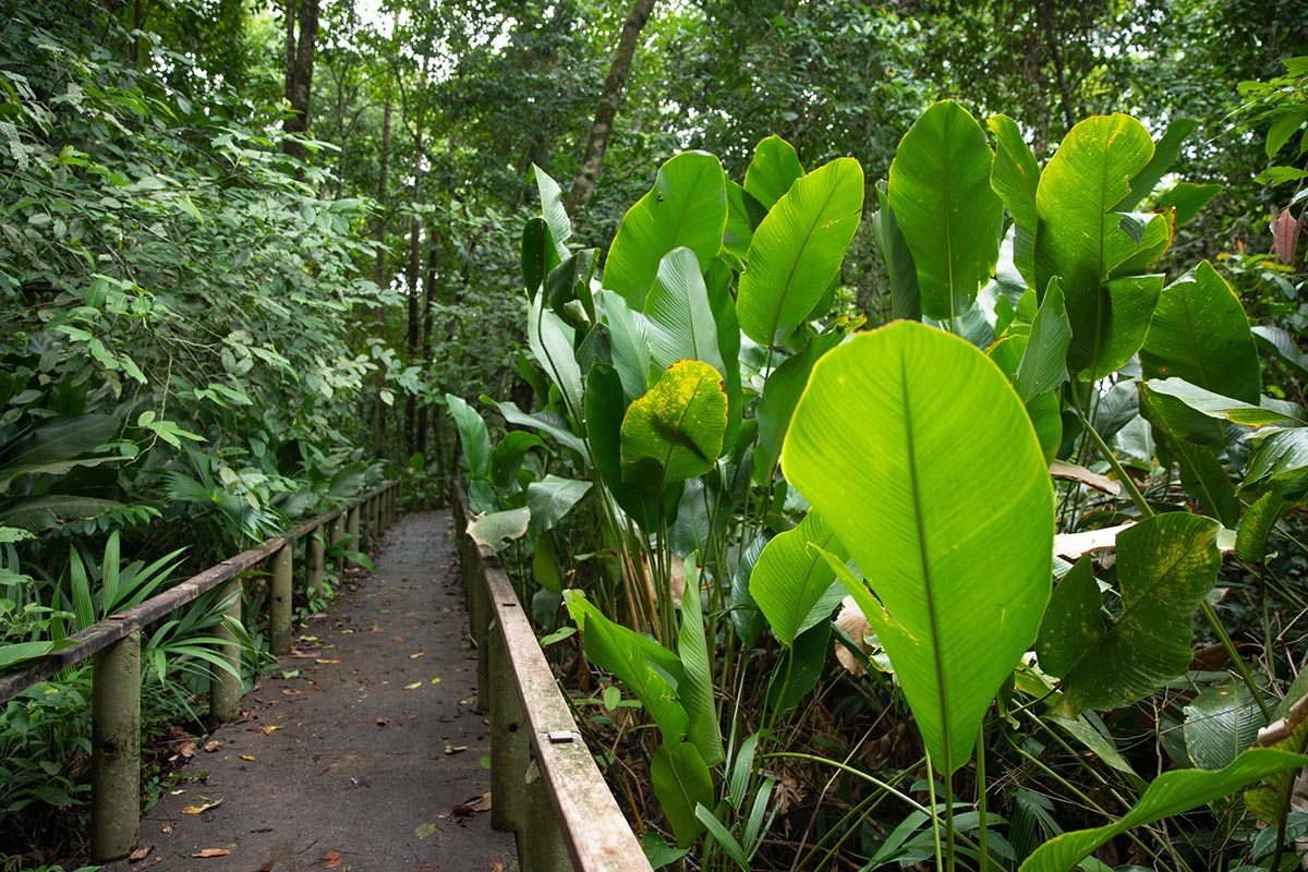 Hotel Pachira Lodge